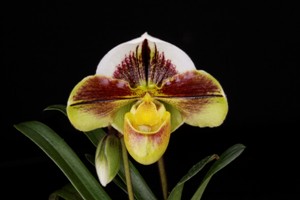 Paph. N.R. Thorntons Legacy AM 80 pts.